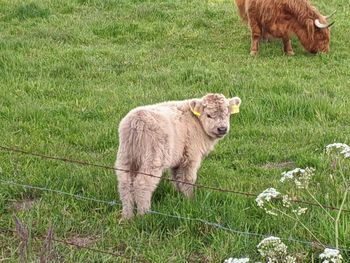 Highland cattle in a field