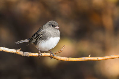 Close-up of bird perching outdoors