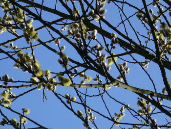 Low angle view of tree against blue sky