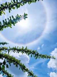 Low angle view of plants against clear sky