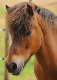 Close-up of horse in field