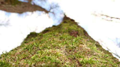 Low angle view of plants against sky