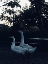 View of a swan in the water