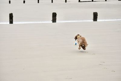 High angle view of dog running on beach