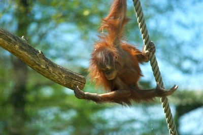 Low angle view of monkey hanging on rope