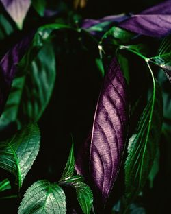 Close-up of butterfly on plant