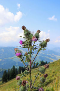 Close-up of pink flowering plant on field against sky