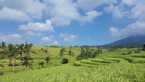 Scenic view of agricultural field against sky