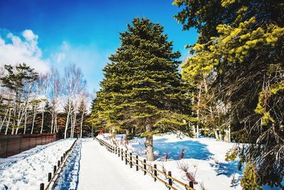 Snow covered trees by road against sky