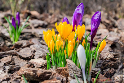 Colorful purple, yellow and white crocus flowers blooming on a sunny spring day in the garden