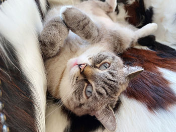 High angle view portrait of a cat