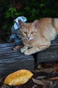 Portrait of ginger cat on wood