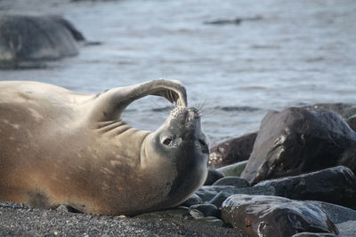 Close-up of sea lion on shore