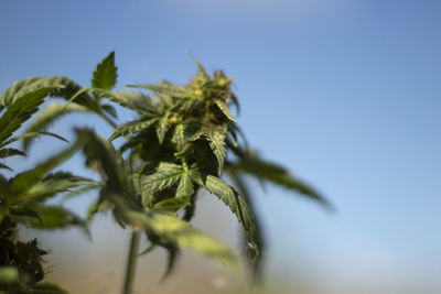 Low angle view of plant against clear blue sky