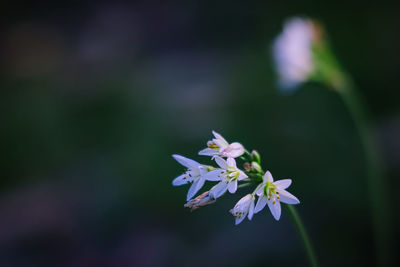 Close-up of purple flowering plant