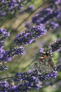 Close-up of insect on purple flower