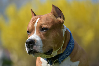Close-up of a dog looking away