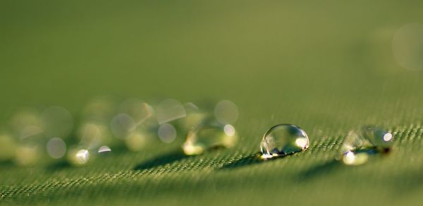 Close-up of water drops on leaf