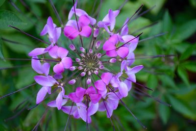 Close-up of purple flowers growing outdoors