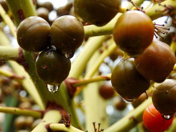 Close-up of fruits on tree