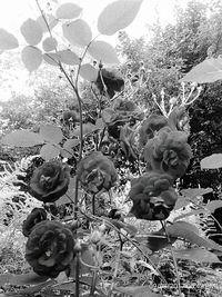 Close-up of flowers against blurred background