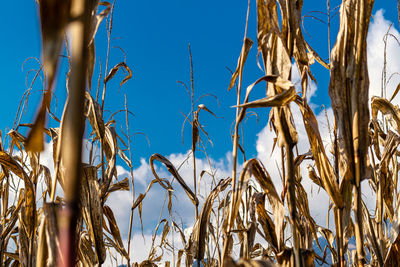 Low angle view of plants against sky