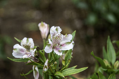 Close-up of white flowering plant