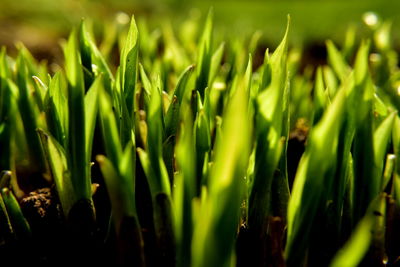 Close-up of grass growing in field