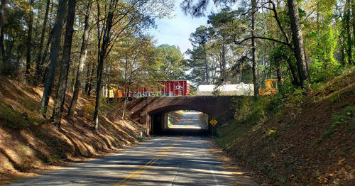 Empty road amidst trees in forest