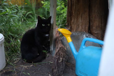 Black cat sitting on a land