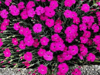 Close-up of pink flowers blooming in field