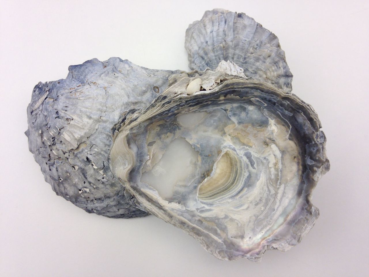 Pacific oyster