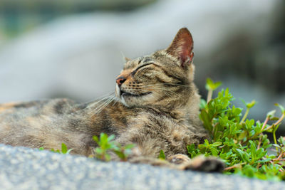 Close-up of a cat looking away