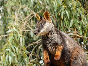 Close-up of an animal on land