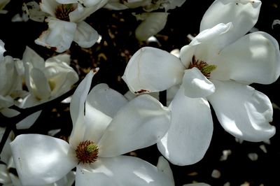 Close-up of white flowers blooming on tree