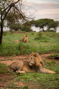 Lions resting on grassy field