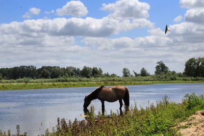 Horse in a lake