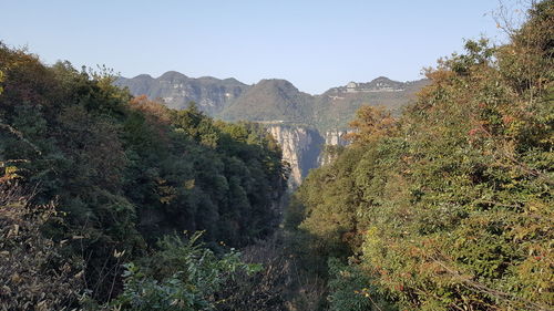 Scenic view of forest against clear sky