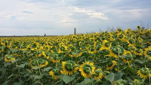 Sunflowers growing on field against cloudy sky