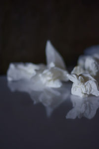 Close-up of white rose against black background