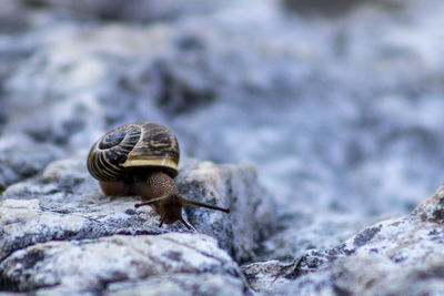 Close-up of snail on rock