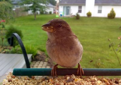 Close-up of bird