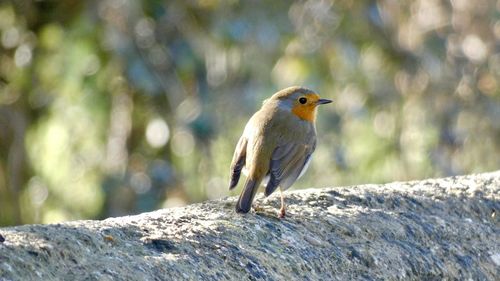 Close-up of bird perching on rock