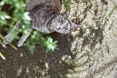 High angle view portrait of cat by plants