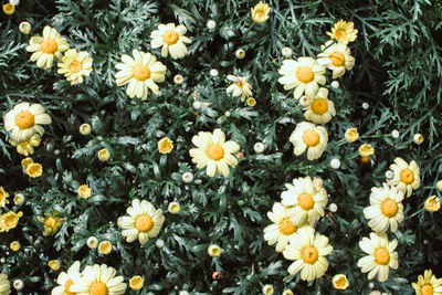 Close-up of daisies