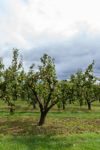 Trees on field against sky