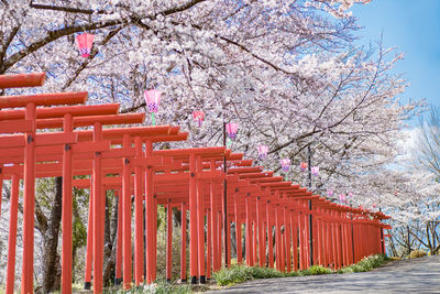 Cherry blossoms in park