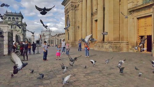 Birds flying by building