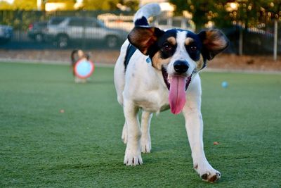 Portrait of dog in park