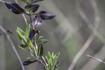 Close-up of flowering plant